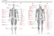 カラダの構造_筋肉